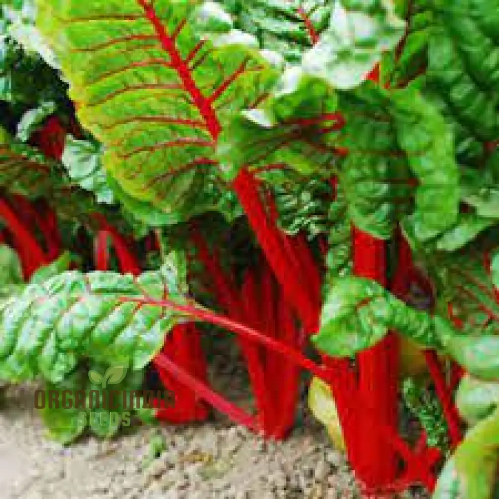 Silverbeet - Magenta Seeds | High-Quality Seeds for Planting & Gardening | Organic Silverbeet Seeds for Your Garden - Image 3