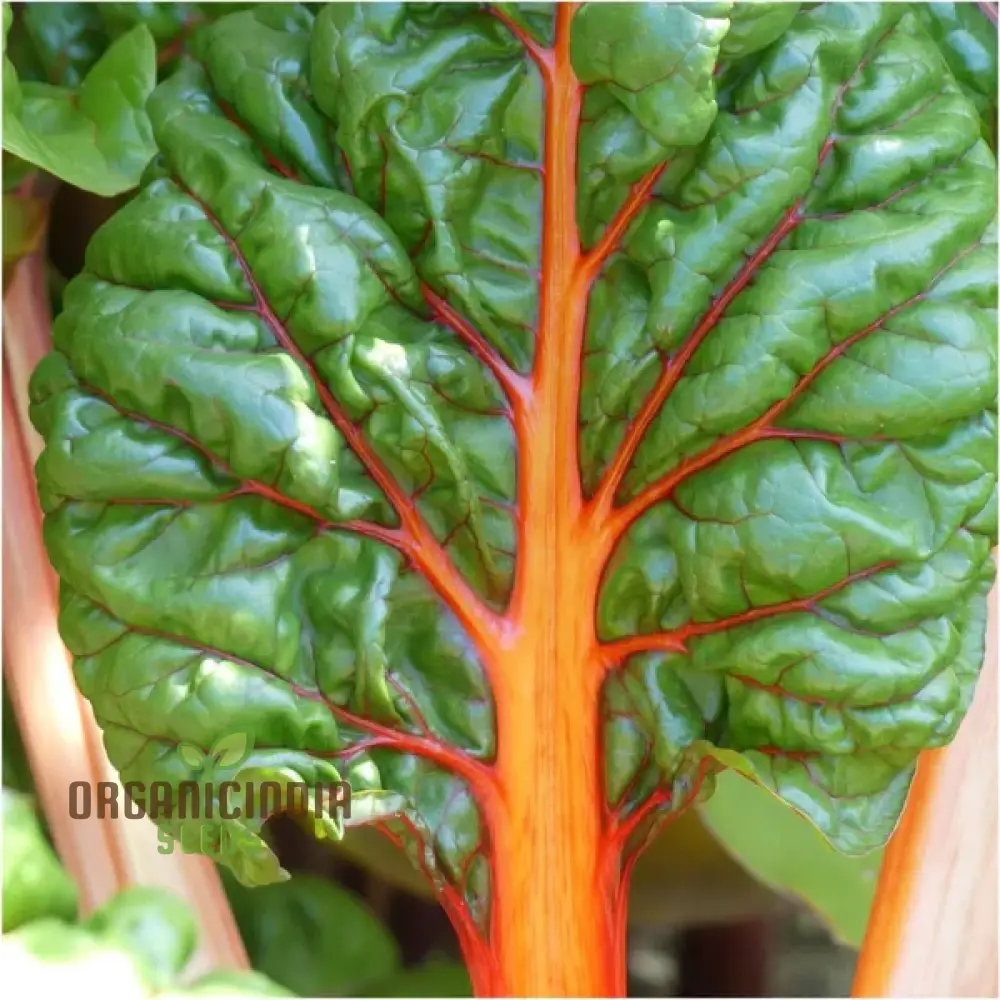 Silverbeet Oriole Decort (Orange) Seeds - Premium Quality Seeds for Planting & Gardening