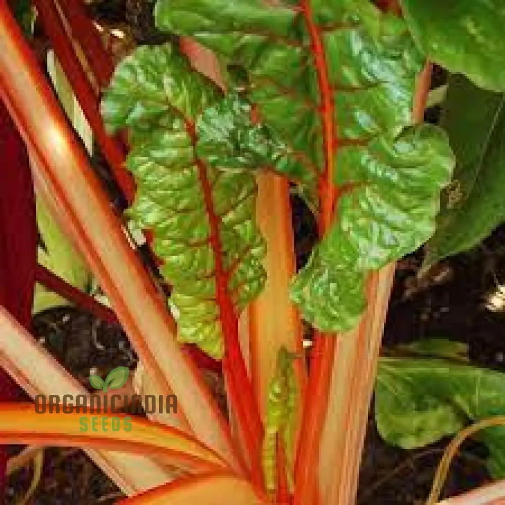 Silverbeet Oriole Decort (Orange) Seeds - Premium Quality Seeds for Planting & Gardening - Image 3