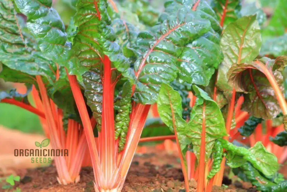 Silverbeet Oriole Decort (Orange) Seeds - Premium Quality Seeds for Planting & Gardening - Image 4