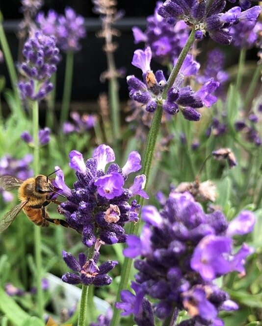 Silvery Blue Lavender Seeds – Elegant Fragrant Blooms for Gardens & Landscaping - Image 2
