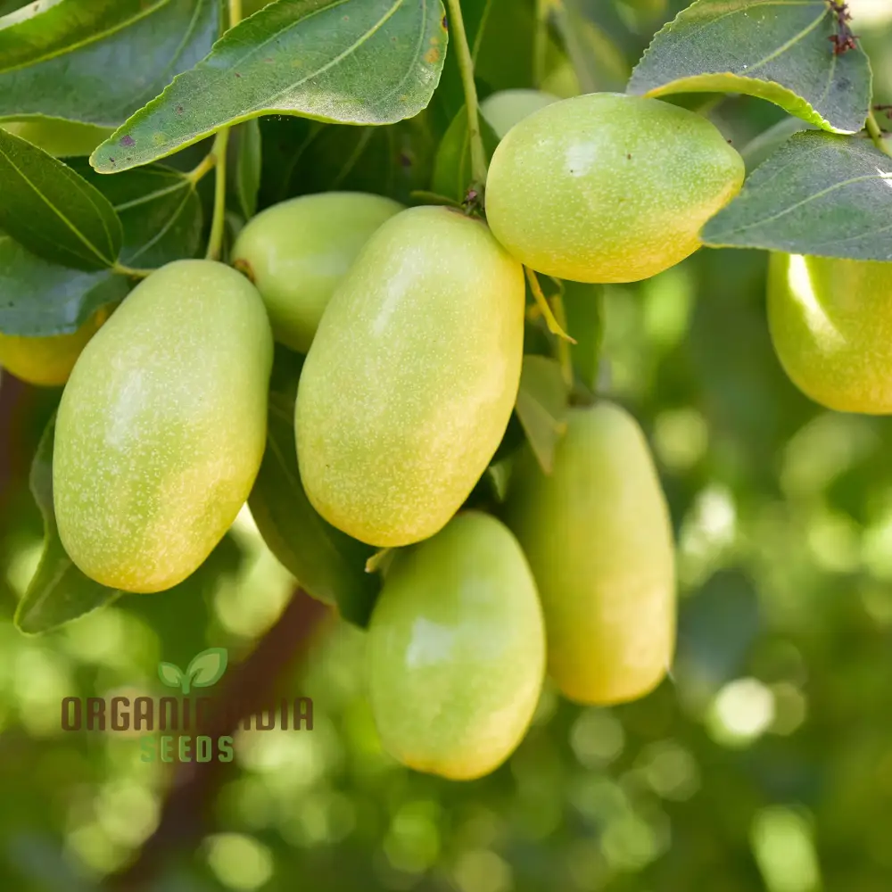 Simmondsia Chinensis (Jojoba) Herb Seeds for planting