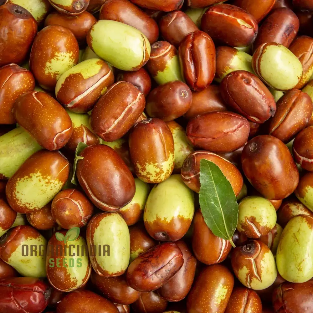 Simmondsia Chinensis (Jojoba) Herb Seeds for planting - Image 3