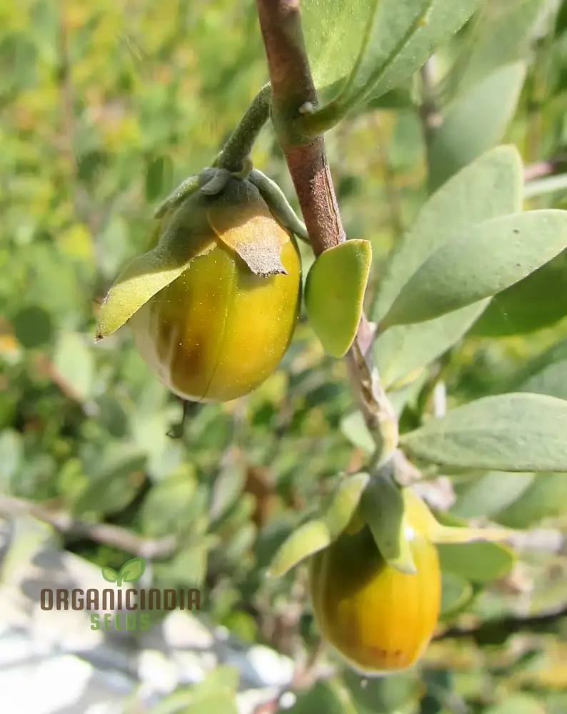 Simmondsia Chinensis (Jojoba) Herb Seeds for planting - Image 4