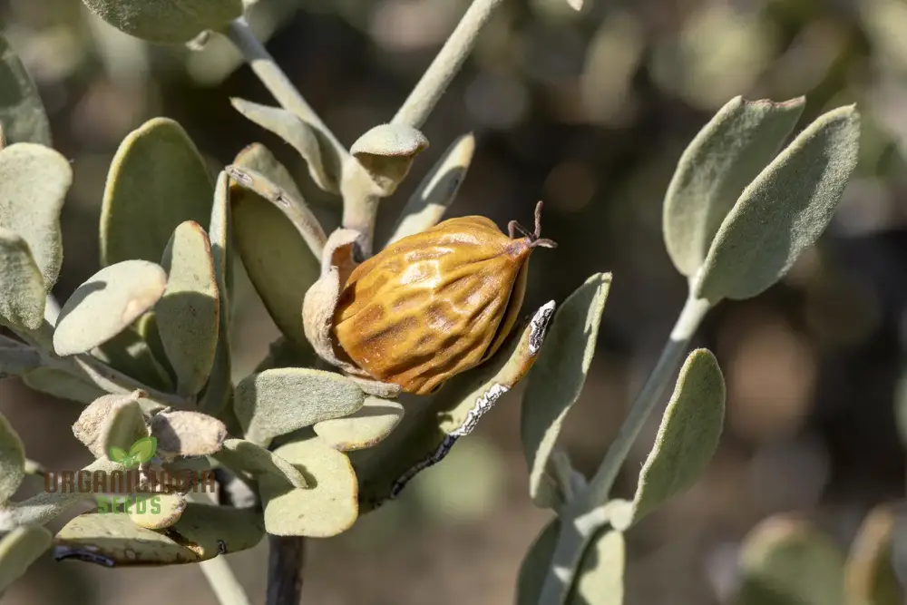 Simmondsia Chinensis Seeds - Fruit Planting - Image 4