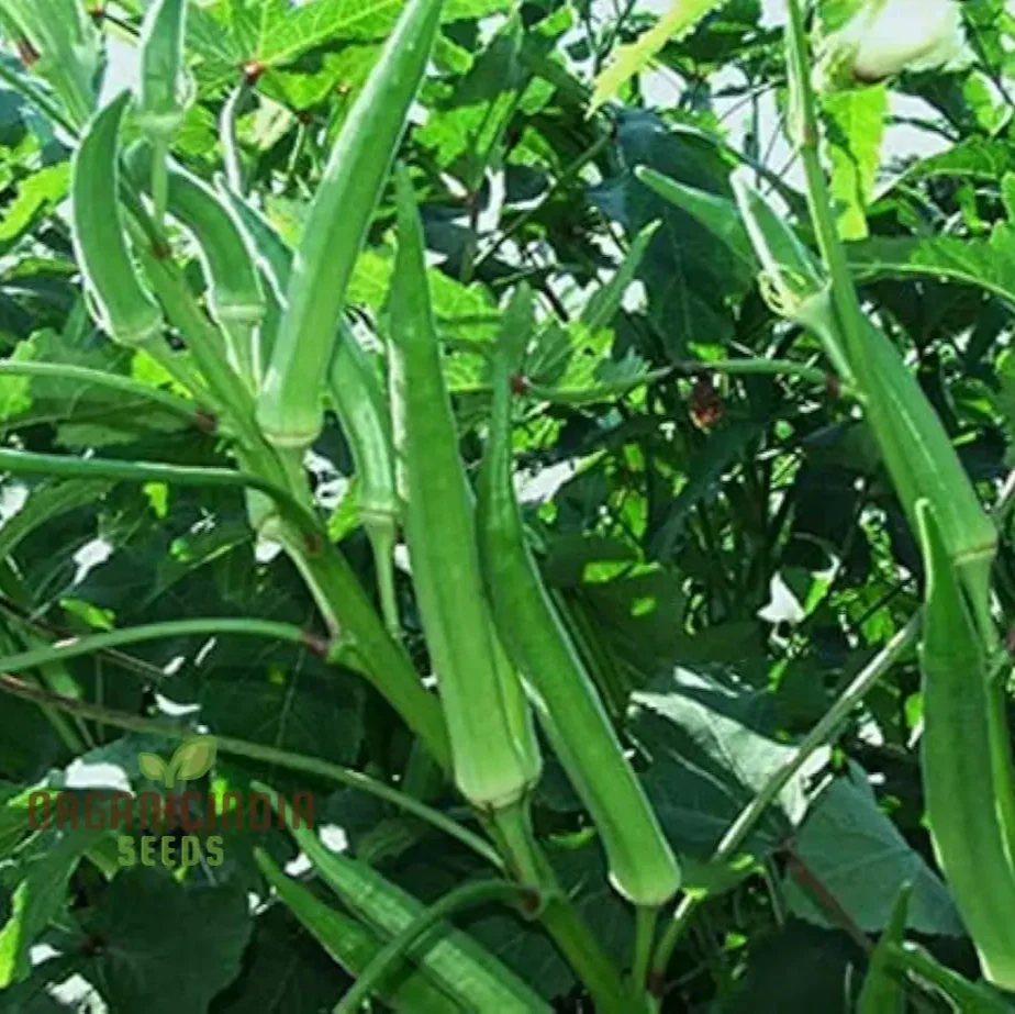 Simpson Okra Vegetable Seeds, Growing Hardy and Delicious Harvests with Expert Planting and Gardening - Image 3