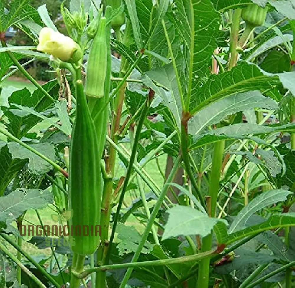 Simpson Okra Vegetable Seeds, Growing Hardy and Delicious Harvests with Expert Planting and Gardening - Image 4