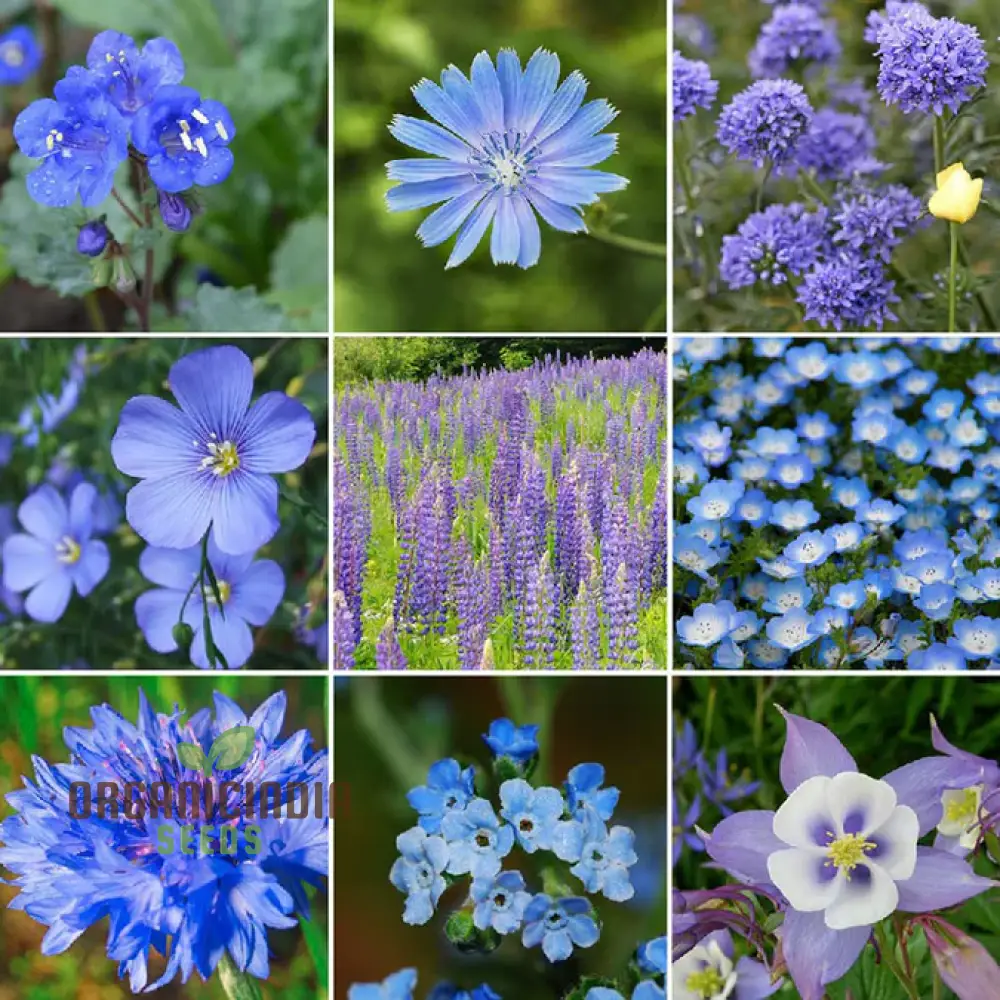 Singin’ The Blues Wildflower Seeds – Blue Flower Mix
