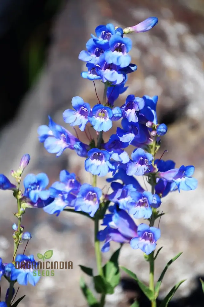 Singin’ The Blues Wildflower Seeds – Blue Flower Mix - Image 3