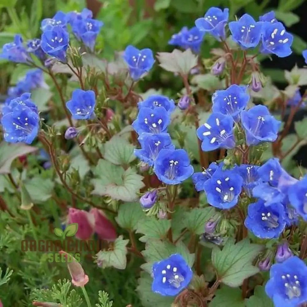 Singin’ The Blues Wildflower Seeds – Blue Flower Mix - Image 4