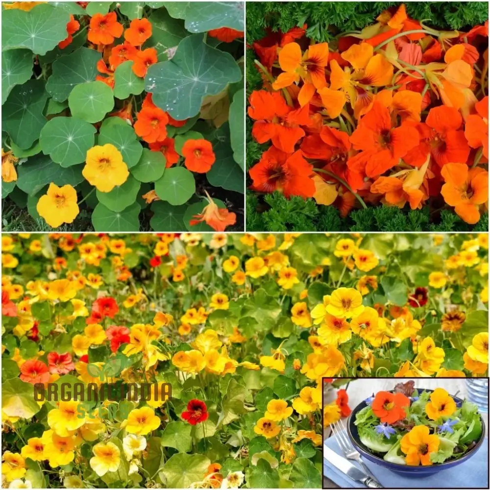 Single Mixed Nasturtium Seeds: Elevate Your Garden with Colorful, Easy-to-Grow Blooms - Perfect for Gardening Enthusiasts!