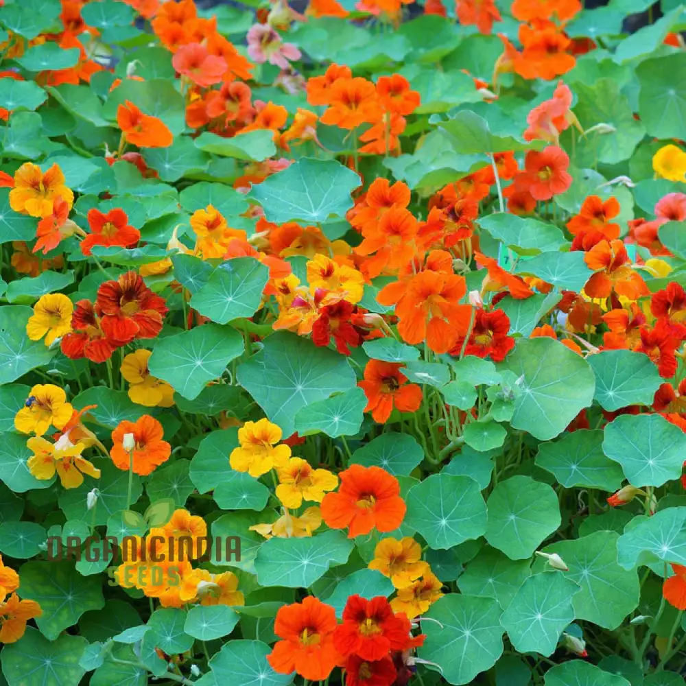Single Mixed Nasturtium Seeds: Elevate Your Garden with Colorful, Easy-to-Grow Blooms - Perfect for Gardening Enthusiasts! - Image 3