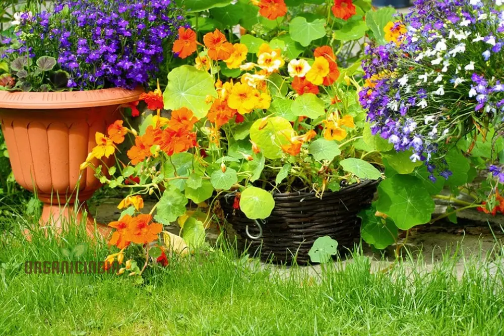 Single Mixed Nasturtium Seeds: Elevate Your Garden with Colorful, Easy-to-Grow Blooms - Perfect for Gardening Enthusiasts! - Image 4