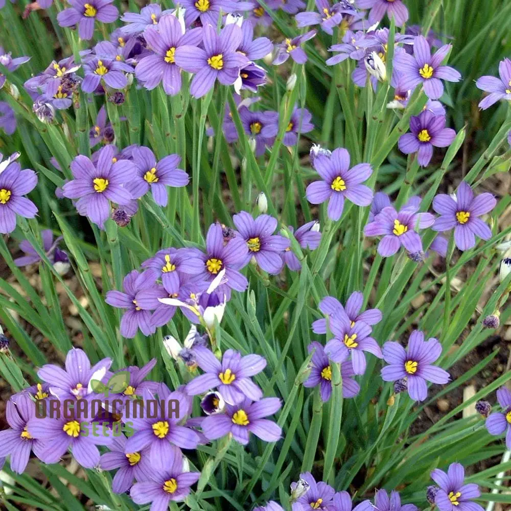 Sisyrinchium Angustifolium Seeds - Planting Perennial Iris for Your Garden - Image 3