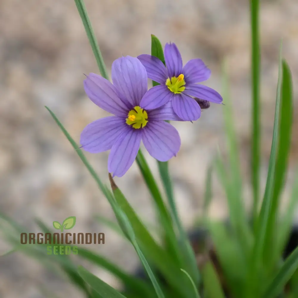 Sisyrinchium Angustifolium Seeds - Planting Perennial Iris for Your Garden - Image 4