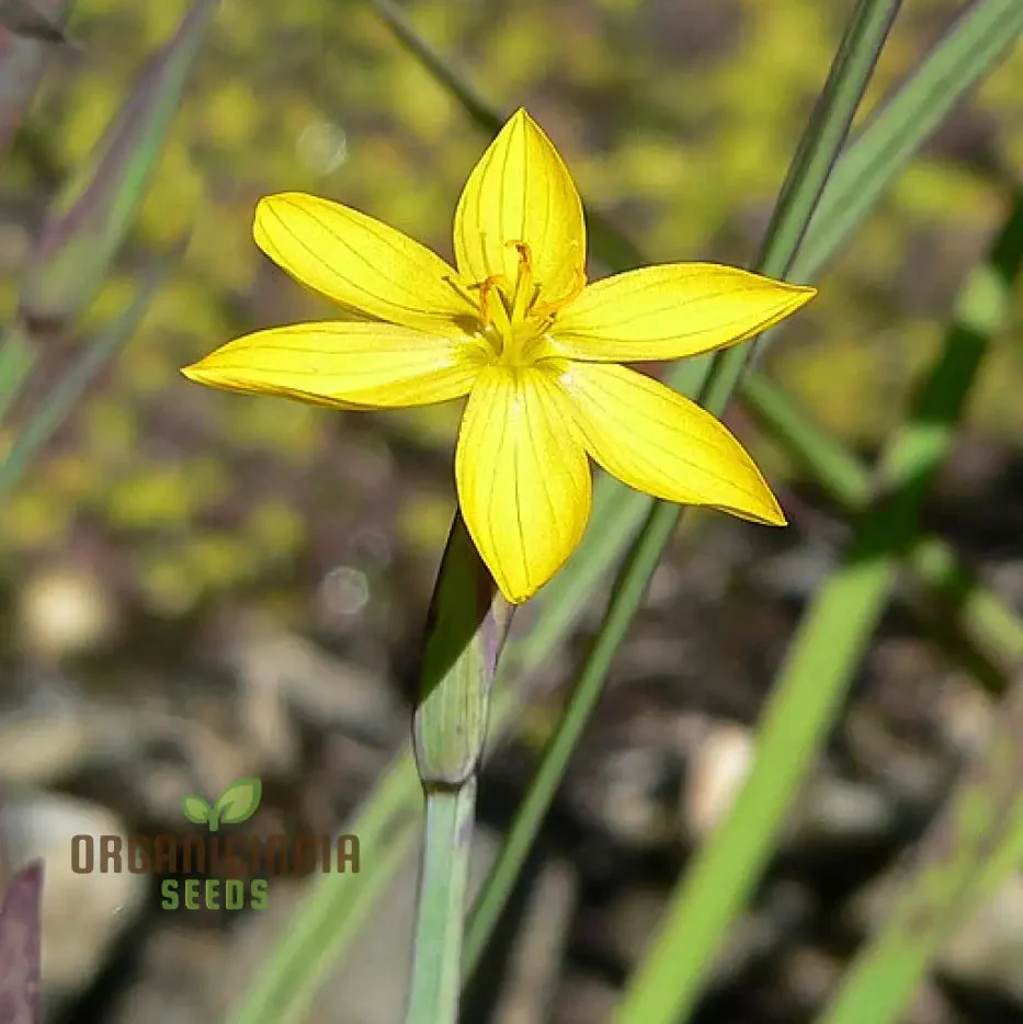 Sisyrinchium Brachypus Seeds - Hardy Perennial for Beautiful Gardens - Planting Instructions Included