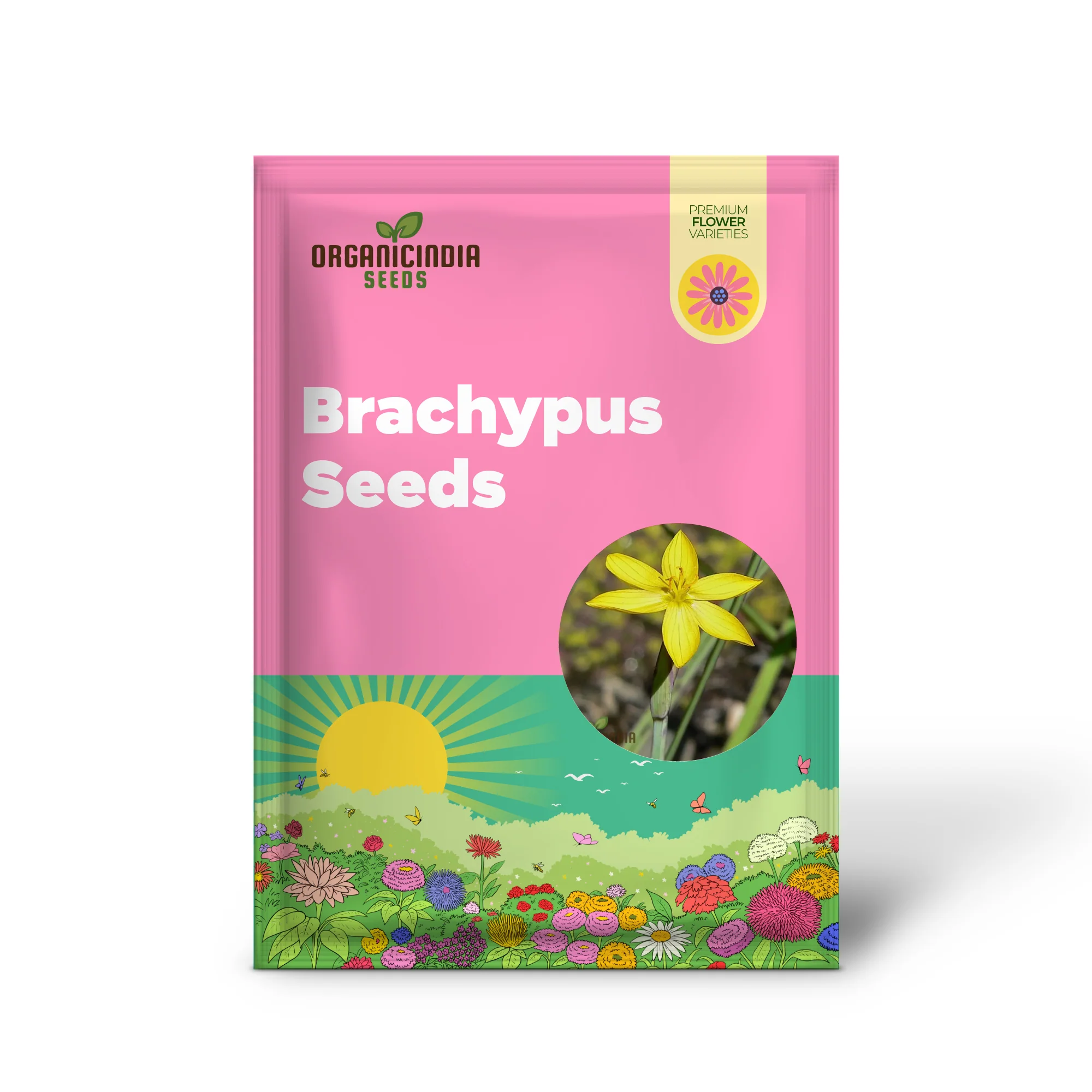 Sisyrinchium Brachypus Seeds - Hardy Perennial for Beautiful Gardens - Planting Instructions Included - Image 2