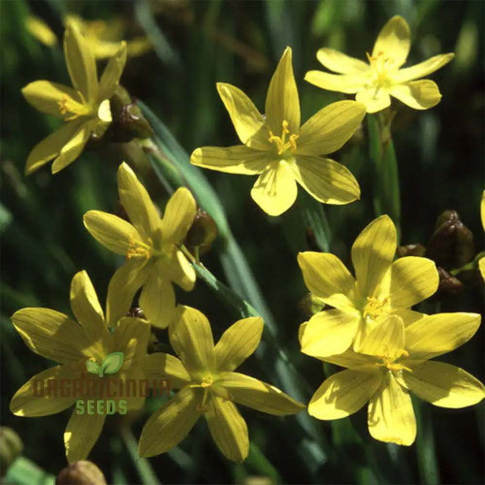 Sisyrinchium Brachypus Seeds - Hardy Perennial for Beautiful Gardens - Planting Instructions Included - Image 3