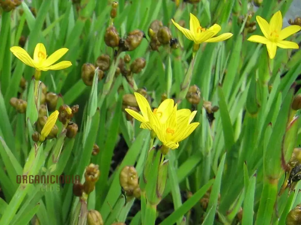 Sisyrinchium Brachypus Seeds - Hardy Perennial for Beautiful Gardens - Planting Instructions Included - Image 4