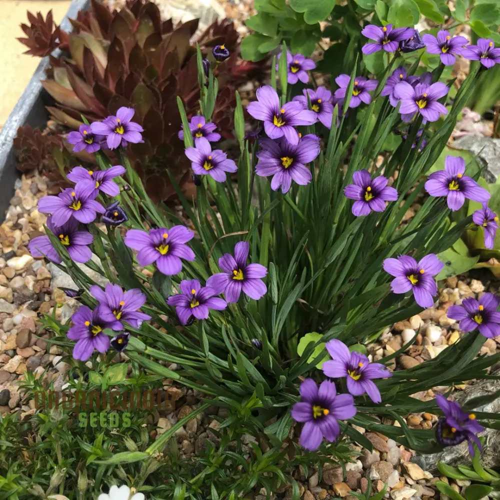 Sisyrinchium Seeds (Sisyrinchium Idahoense Seeds) - Hardy Perennial with Charming Blue Flowers - Image 3