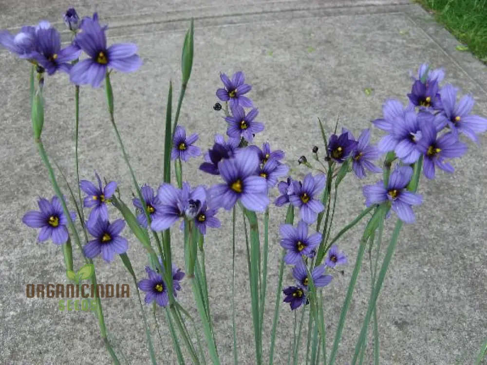 Sisyrinchium Seeds (Sisyrinchium Idahoense Seeds) - Hardy Perennial with Charming Blue Flowers - Image 4