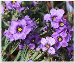 Sisyrinchium Seeds (Sisyrinchium Idahoense Seeds) - Hardy Perennial with Charming Blue Flowers - Image 6