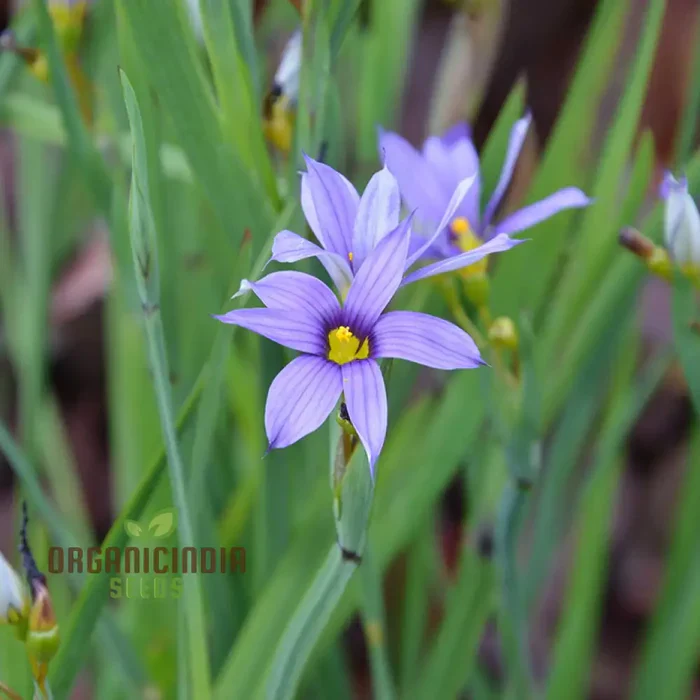 Sisyrinchium Seeds (Sisyrinchium Idahoense Seeds) - Hardy Perennial with Charming Blue Flowers - Image 7