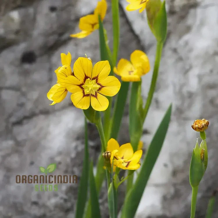 Sisyrinchium Macrocarpum Seeds, Planting Perennial Iris Seeds for Your Garden