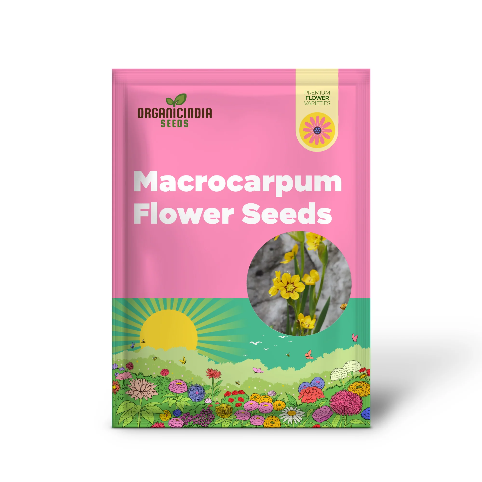 Sisyrinchium Macrocarpum Seeds, Planting Perennial Iris Seeds for Your Garden - Image 2