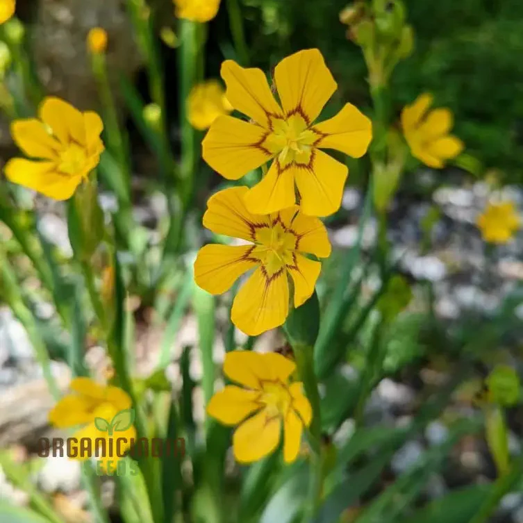 Sisyrinchium Macrocarpum Seeds, Planting Perennial Iris Seeds for Your Garden - Image 3