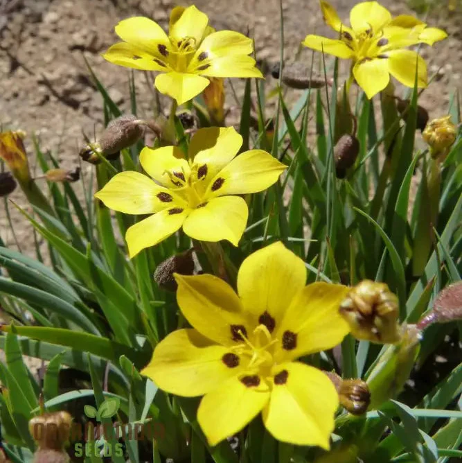 Sisyrinchium Macrocarpum Seeds, Planting Perennial Iris Seeds for Your Garden - Image 4