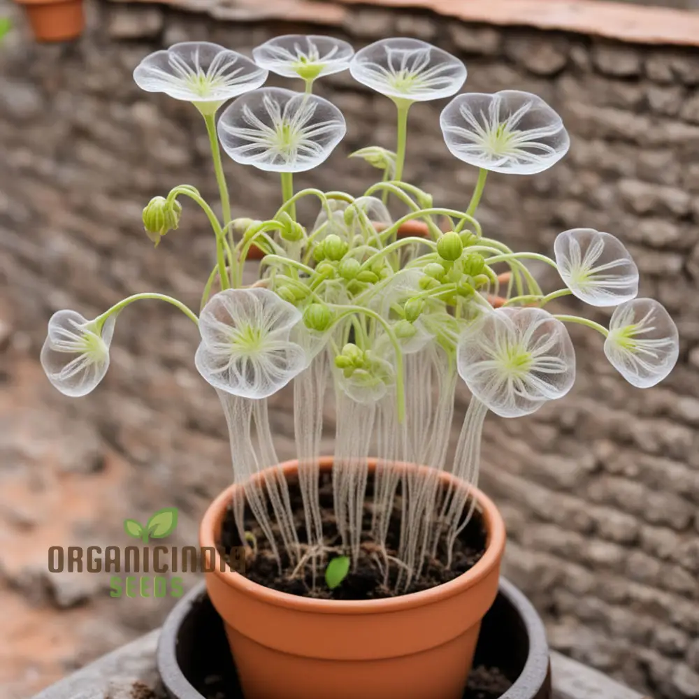 Skeleton Flower Seeds, Exquisite Skeleton Flower Seeds, Create Enchanting Shade Gardens - Image 4