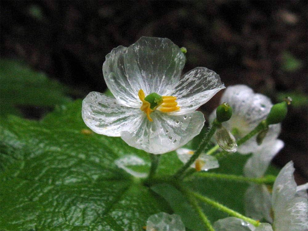 Skeleton Flower Seeds, Exquisite Skeleton Flower Seeds, Create Enchanting Shade Gardens - Image 5