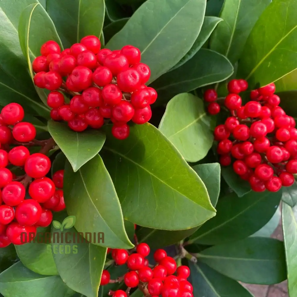 Skimmia Japonica Seeds for Planting - Grow Beautiful Evergreen Shrubs