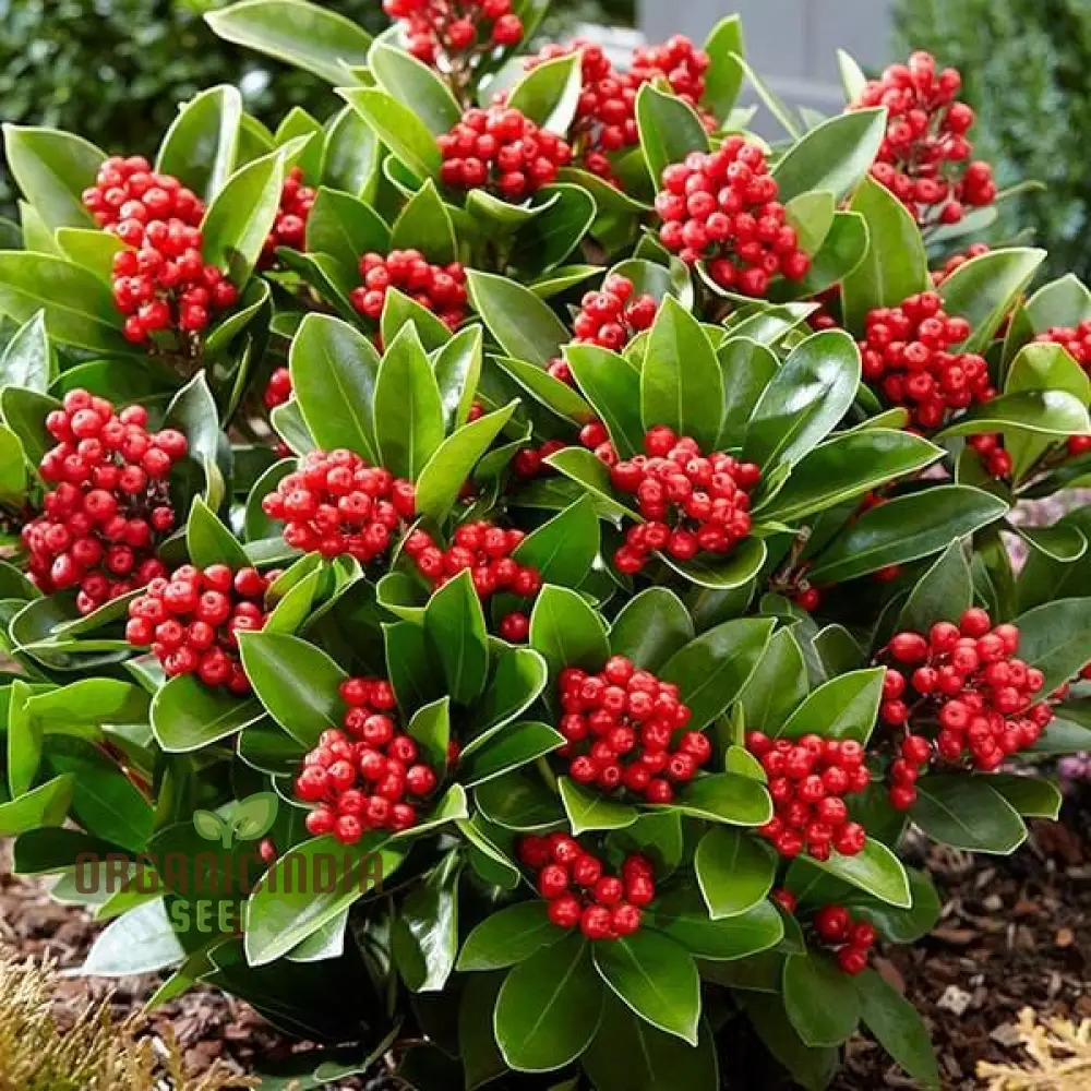 Skimmia Japonica Seeds for Planting - Grow Beautiful Evergreen Shrubs - Image 3