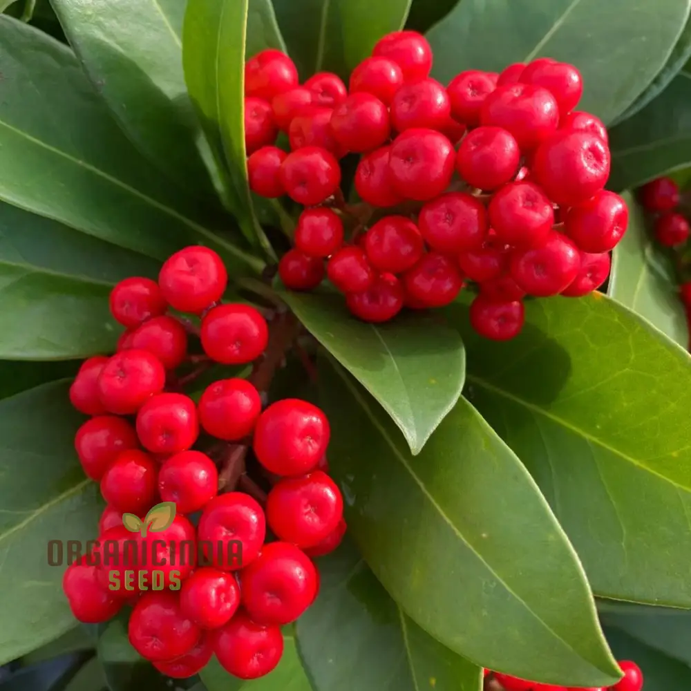 Skimmia Japonica Seeds for Planting - Grow Beautiful Evergreen Shrubs - Image 4