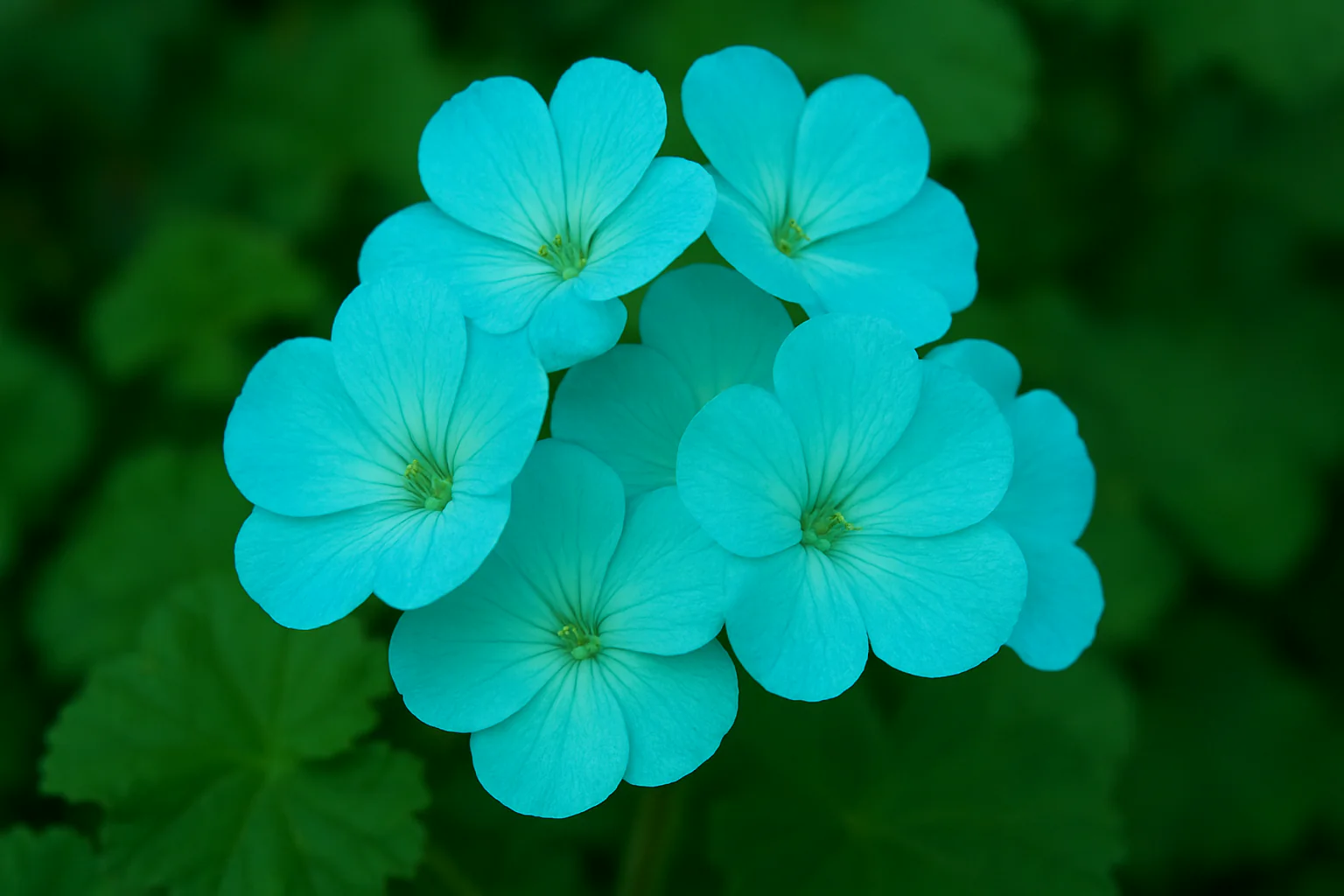 Sky Blue Green Geranium Seeds for Planting - Grow Beautiful, Vibrant Blooms in Your Garden - Image 4