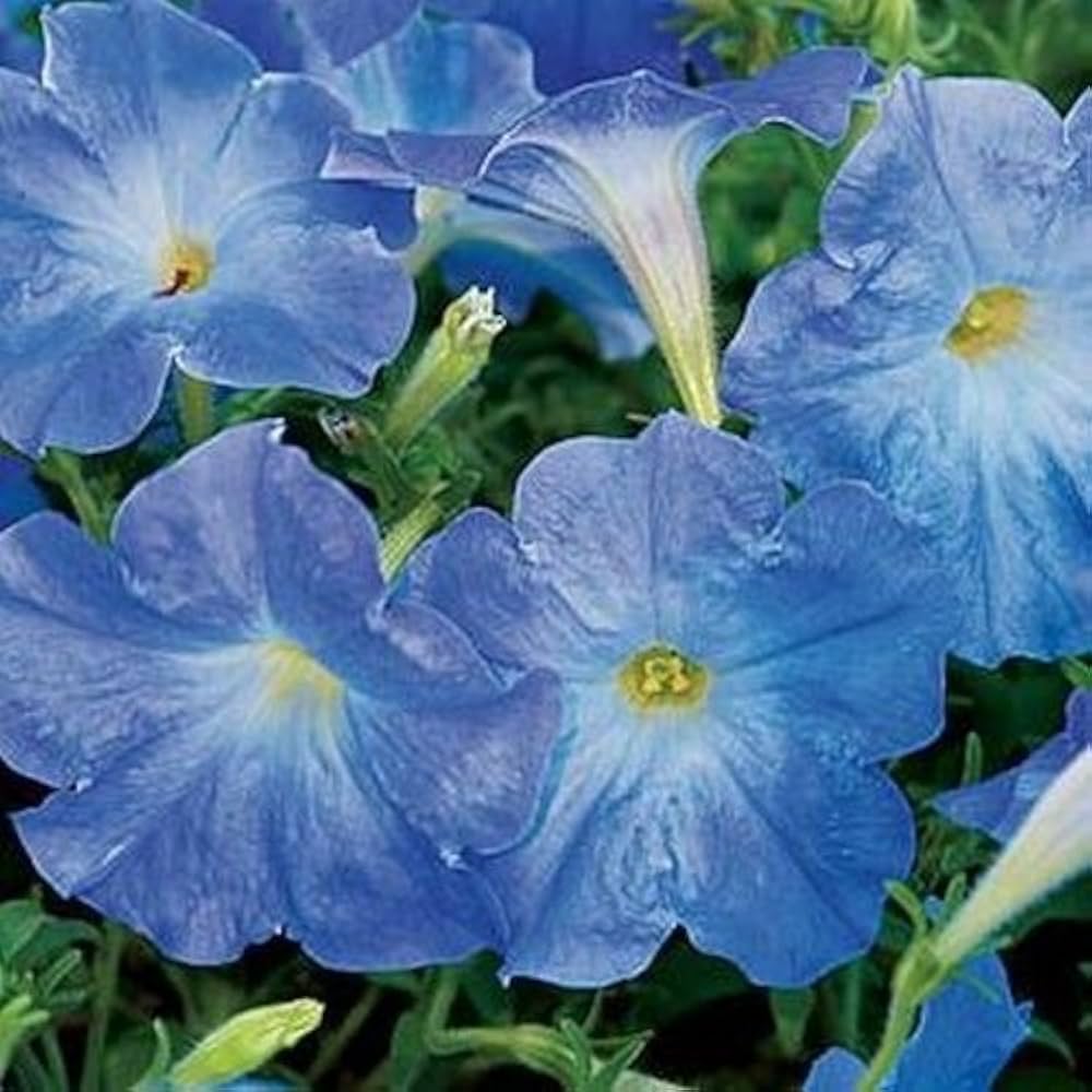 Sky Blue Petunia Seeds – Soft, Airy Blooms for Gardens & Hanging Baskets - Image 2