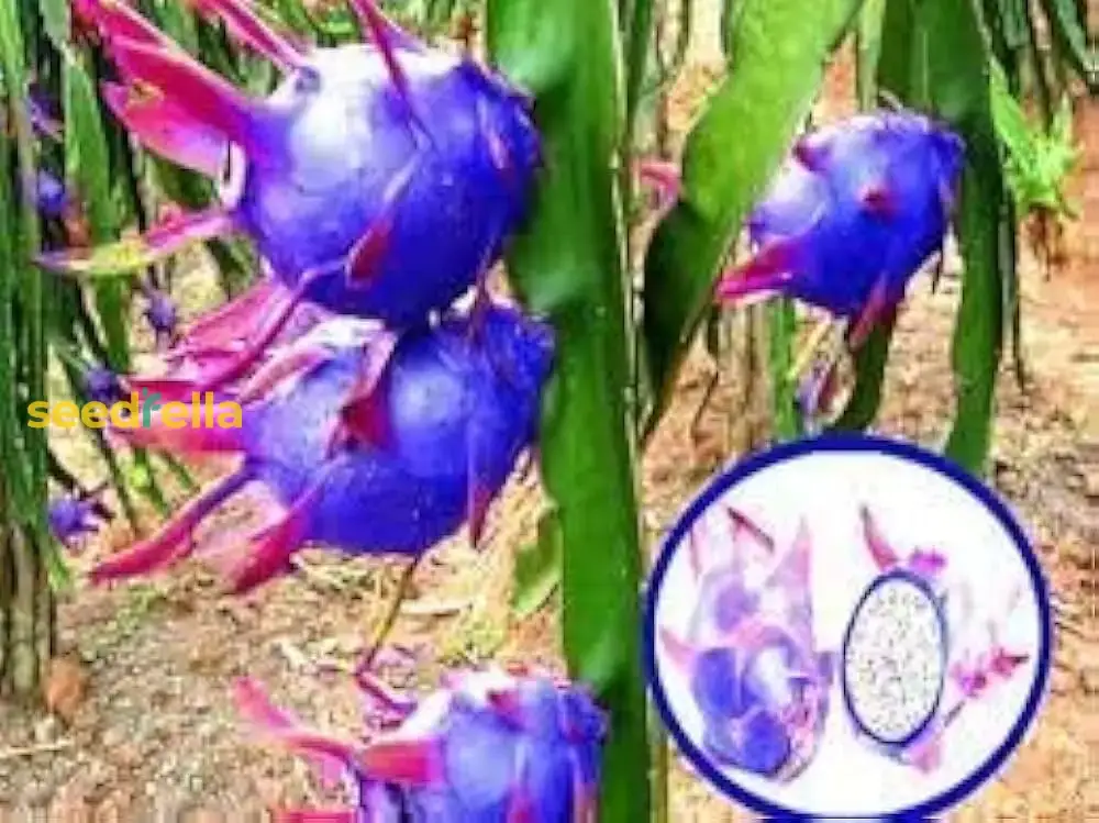 Sky Blue Pitaya Fruit Seeds for Planting - Grow Exotic, Sweet Tropical Dragon Fruit at Home - Image 5