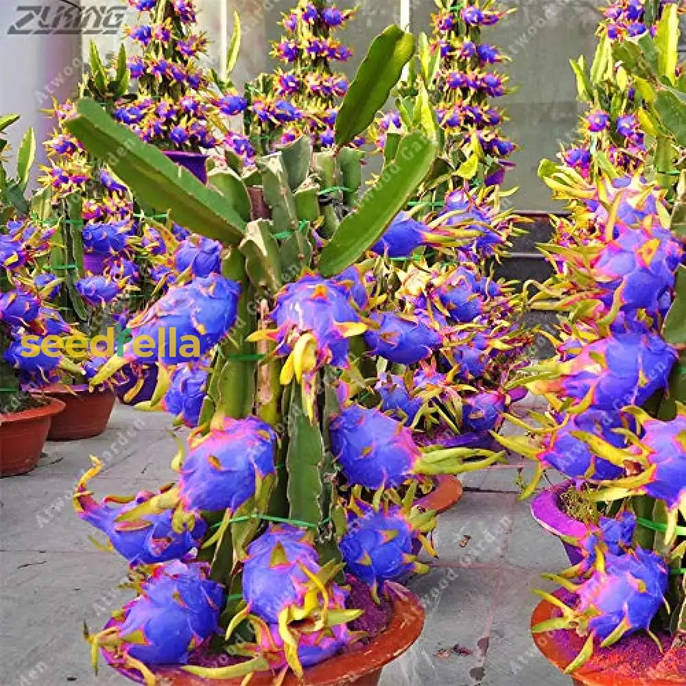 Sky Blue Pitaya Fruit Seeds for Planting - Grow Exotic, Sweet Tropical Dragon Fruit at Home - Image 6