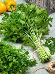 Slow Bolt Cilantro Seeds – Heirloom, Slow-to-Bolt, High-Yield Variety for Culinary Use - Image 2