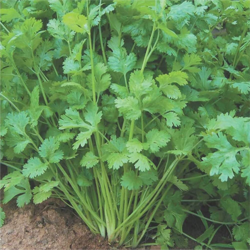 Slow Bolt Cilantro Seeds – Heirloom, Slow-to-Bolt, High-Yield Variety for Culinary Use - Image 3