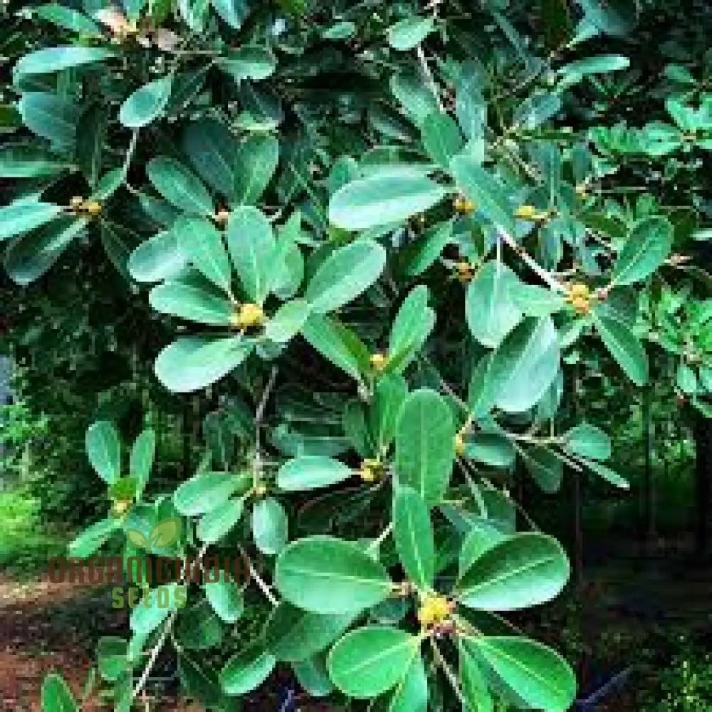 Small Leaved Fig Seeds - Ficus Obliqua for Gardening Enthusiasts | Unique Planting Experience