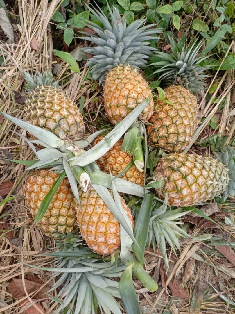 Smooth Cayenne Pineapple Seeds for Planting – Grow Sweet & Juicy Tropical Pineapple - Image 2