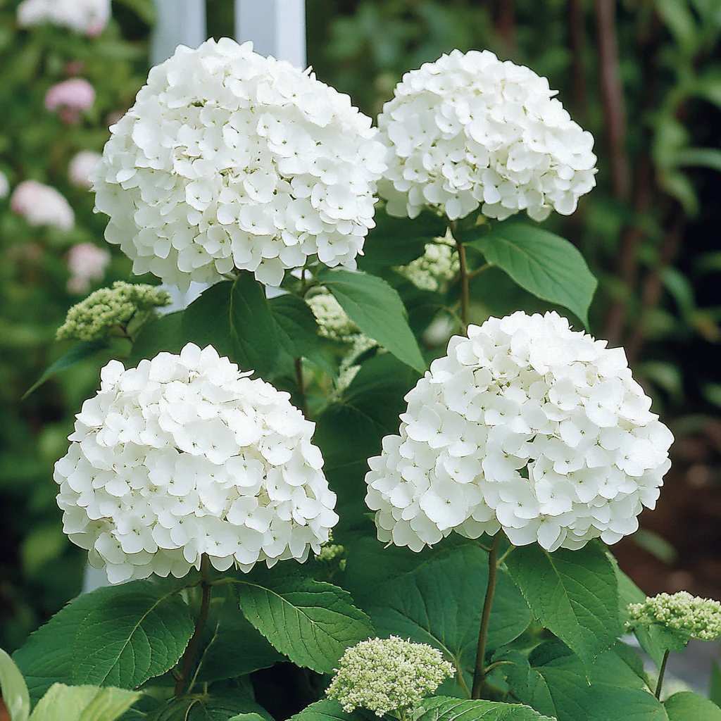 Smooth Hydrangea Seeds – Hardy Low-Maintenance Shrub with Stunning White Blooms - Image 4
