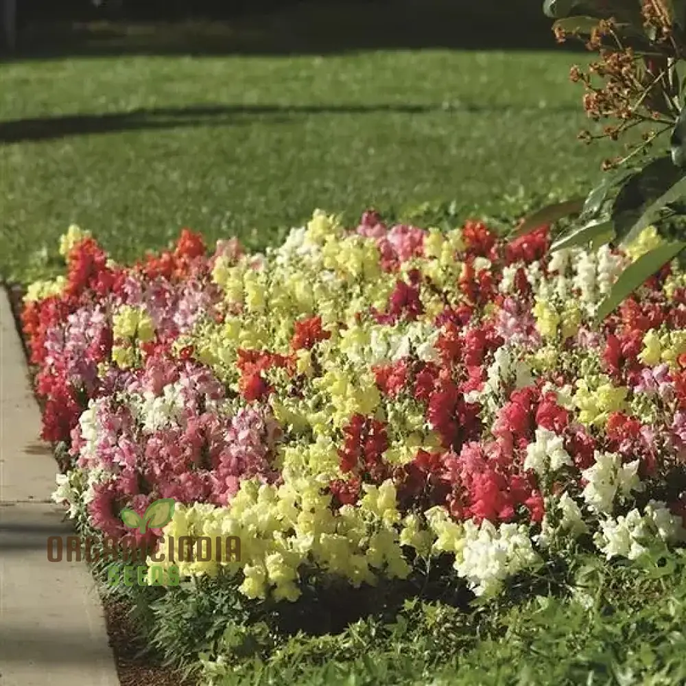Snapdragon Bedding Snapshot Mix Seeds for Vibrant Gardening - Premium Quality Flower Seeds for Beautiful Gardens