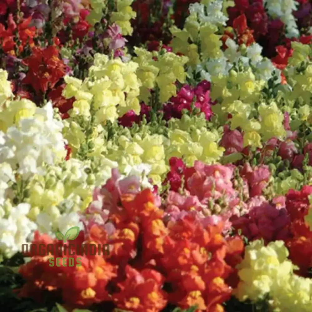 Snapdragon Bedding Snapshot Mix Seeds for Vibrant Gardening - Premium Quality Flower Seeds for Beautiful Gardens - Image 3
