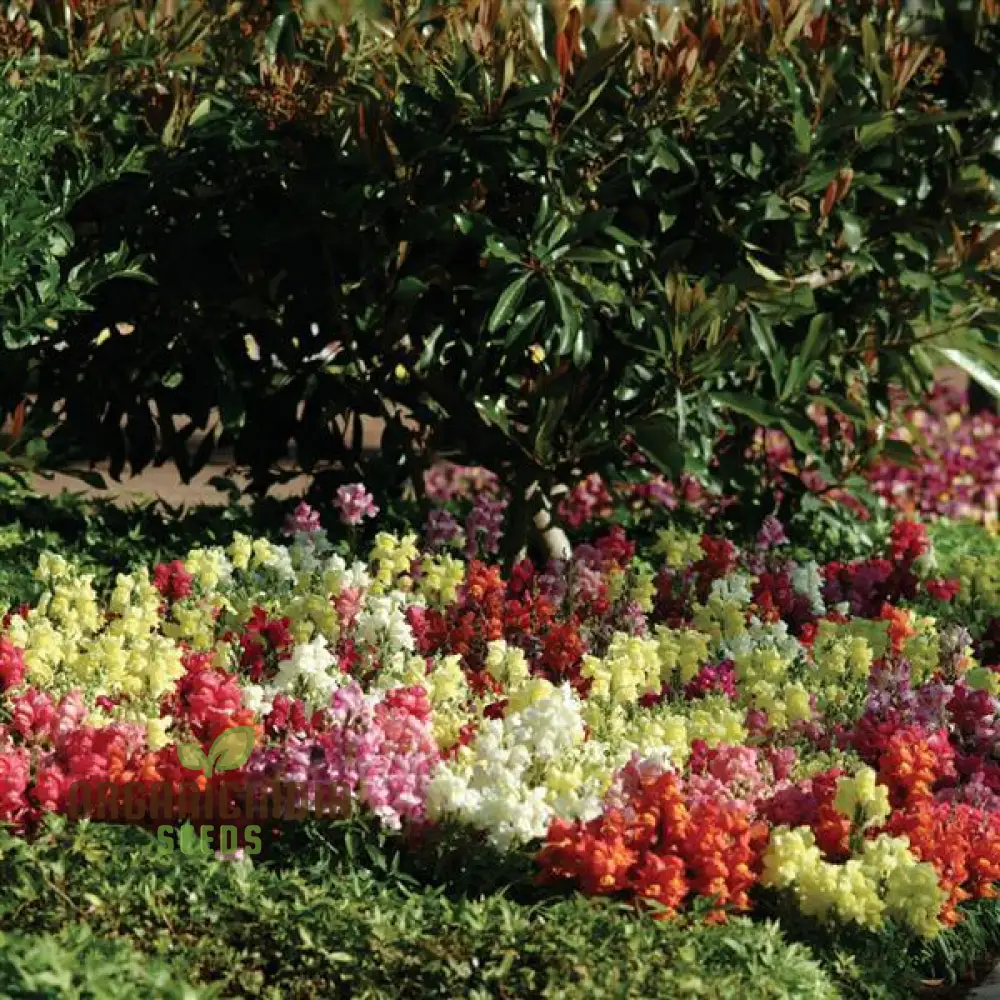 Snapdragon Bedding Snapshot Mix Seeds for Vibrant Gardening - Premium Quality Flower Seeds for Beautiful Gardens - Image 4