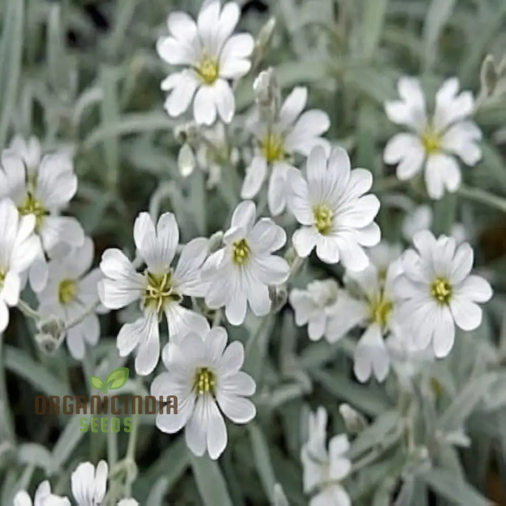 Snow in Summer White Flower Seeds , Elevate Your Gardening Experience with Delicate Blooms and Serene Beauty