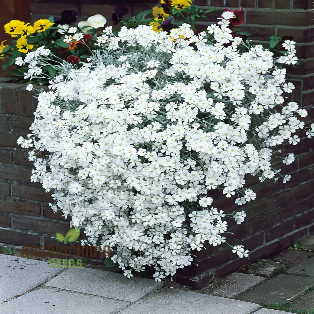 Snow in Summer White Flower Seeds , Elevate Your Gardening Experience with Delicate Blooms and Serene Beauty - Image 3
